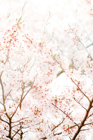 Цветущие ветки дерева сакура на фоне белого неба, общий план 