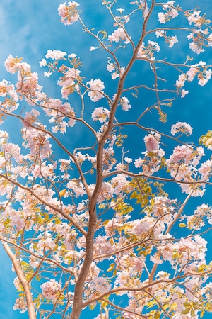 Цветы сакуры на фоне неба. Цветущие ветки дерева сакура, крупный план 