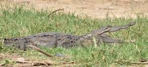 крокодил лежит в траве 