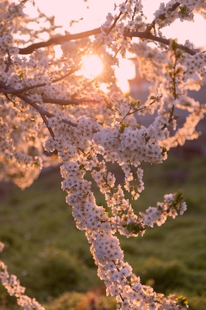 Цветущие ветки дерева сакура на закате, крупный план 