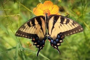 Бабочка с ласточкиным хвостом восточного тигра на желтом фоне цветка