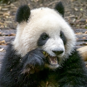 панда жует бамбук, крупный план 
