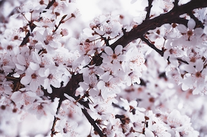 Цветущие ветки дерева сакура, крупный план 