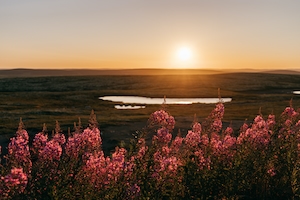Заходящее солнце над озером в тундре. На переднем плане - розовые цветы иван-чая.