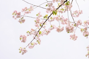Сакура цветет весной. Цветущие ветки дерева сакура, крупный план 