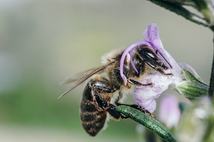 Макросъемка пчелы крупным планом 

