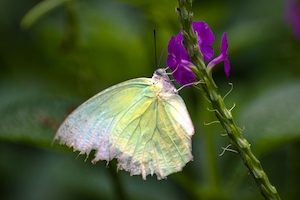 Яркая бабочка-эмигрантка лимонного цвета (самец), замеченная в природном парке Махараштра в Индии, сидит на фиолетовом цветке 
