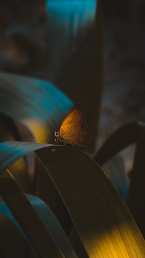 золотая бабочка в окружении длинных листьев 