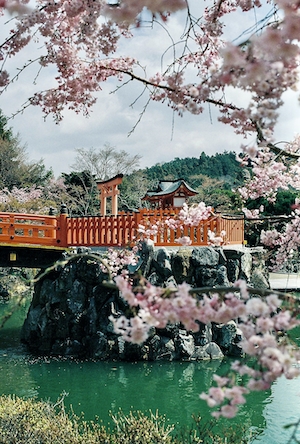 Цветущие ветки дерева сакура, общий план 
