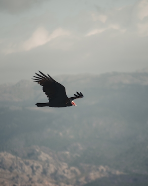 большая птица в воздухе над горами 