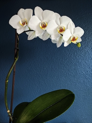 Орхидея на синем фоне