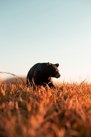 бурый медведь на поле во время заката 