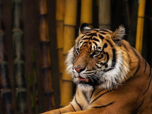 Суматранский тигр, крупный план 