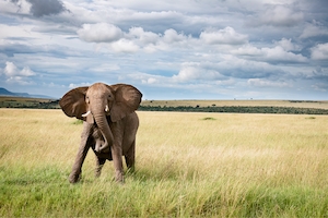 слон идет по траве 