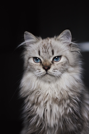 Пушистый дымчатый кот с голубыми глазами 
