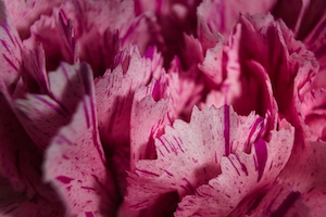 Крупный план листьев розового диантуса