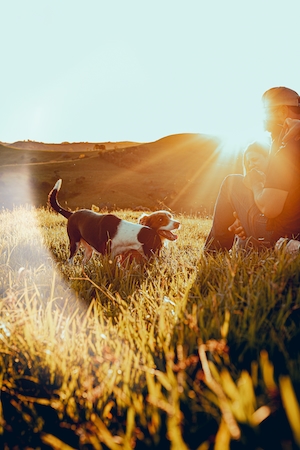 зеленое поле на закате, заходящее солнце, градиент на небе, человек гуляет с собакой по лугу 