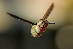 Крупным планом краснозобая колибри в полете