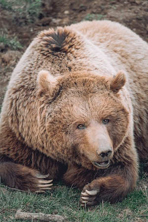 бурый медведь, крупный план 