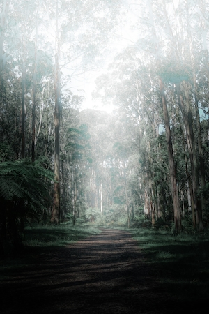 туманный лес изнутри, зеленый лес изнутри, стволы деревьев, мох, сосны, лесная дорога, освещенная рассеянным дневным светом 
