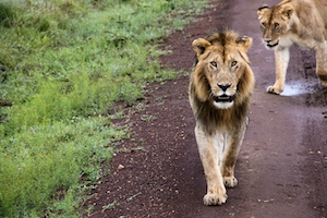лев и львица гуляют