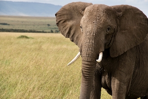 портрет слона на фоне поля 