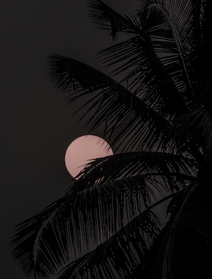 полная луна оранжевого цвета на небе, силуэт листьев пальмы 