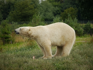 белый медведь на фоне зеленого леса 