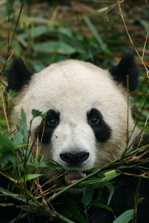 Гигантская панда, крупный план, смотрит в кадр 