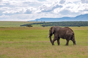 слон идет по полю на фоне природного пейзажа 