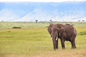 фото слона в полный рост на фоне гор 