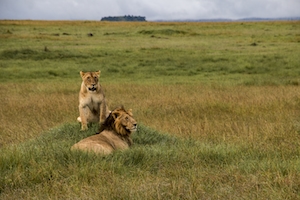 два льва лежат на траве 