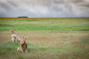 два льва в саванне 