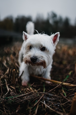 белая собачка идет по мокрой траве осенью 