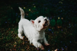 белая собачка на траве 