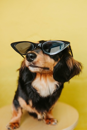 щенок в солнцезащитных очках