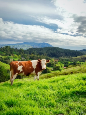 коричнево-белая корова на лугу на фоне гор 