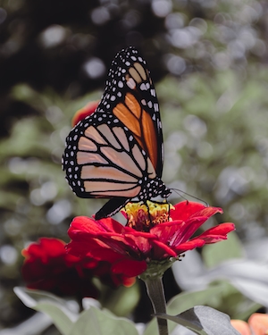 Бабочка-монарх, сидящая на красном цветке