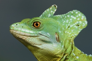 портрет зеленой рептилии, фото в профиль, крупный план 