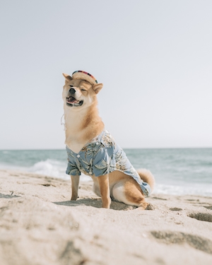 коричнево-белая собака в одежде на пляже 