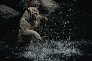 тигр выпрыгивает из воды 