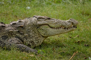 Крокодил лежит на траве 