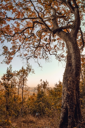 Цвета осеннего сезона в Восточной Одише, осенние деревья в лесу 