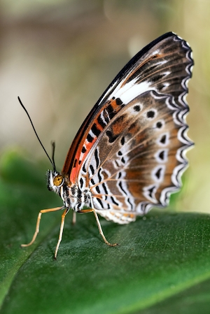 Самец красной кружевной бабочки в Австралийском заповеднике бабочек в Куранде.