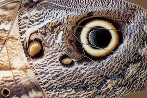 Крупный план крыльев бабочки-совы Калиго Мемнон. Ложные глазные пятна помогают отпугивать хищников, крыло пестрой бабочки, макро-фотография 