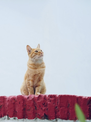 рыжий кот сидит на кирпичном заборе 