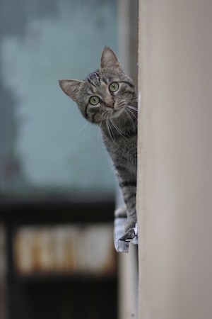 Кот удивленно выглядывает из окна 