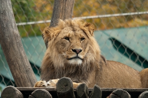 Самец африканского льва в зоопарке 