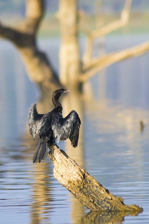 Черная птица на ветке дерева в болоте