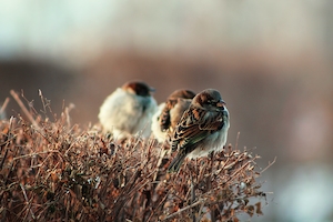 три маленькие птички сидят на кустах 